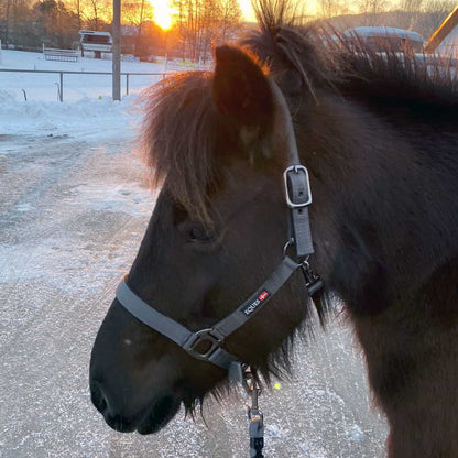 Eques Deluxe Halfter im Winter an Islandpferd Ronja vom Orlitzhof