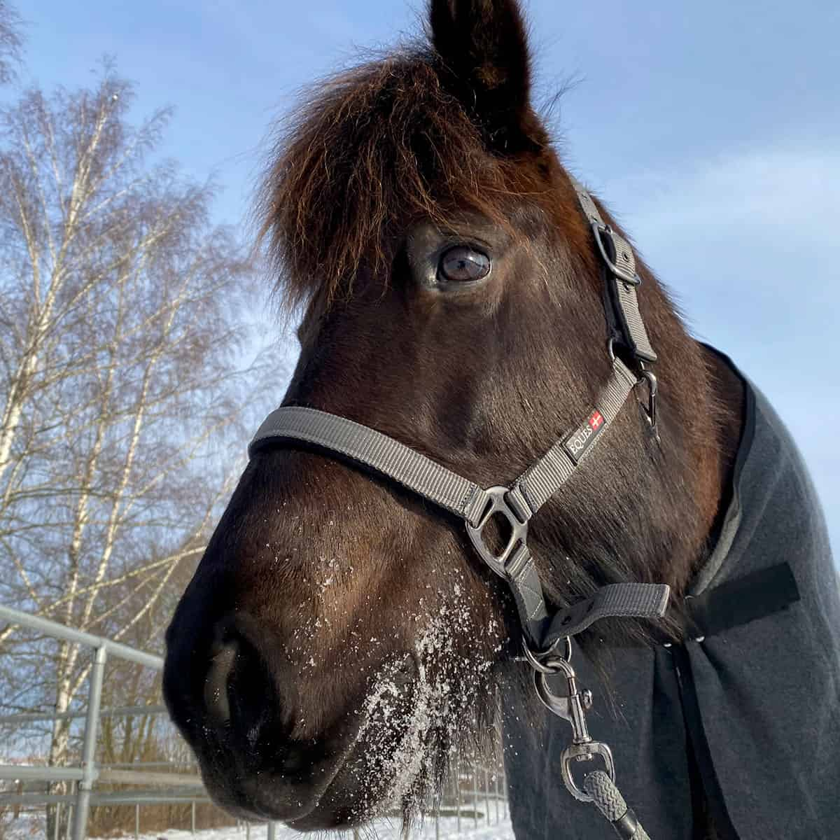 Eques Deluxe Halfter an Islandpferd Ronja vom Orlitzhof